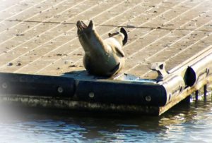 Seal at Perth Amboy Waterfront
