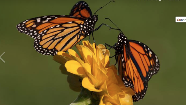 Monarch Butterflies in the Urban Garden by Noelle Zaleski
