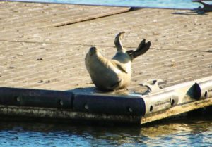 Seal at Perth Amboy Waterfront