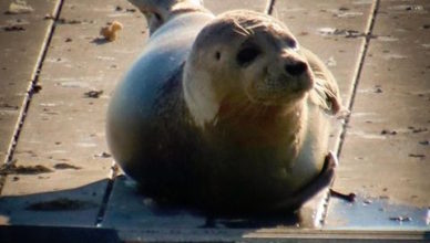 Seal at Perth Amboy Waterfront