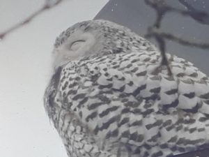 Snowy Owl Spotted in Perth Amboy