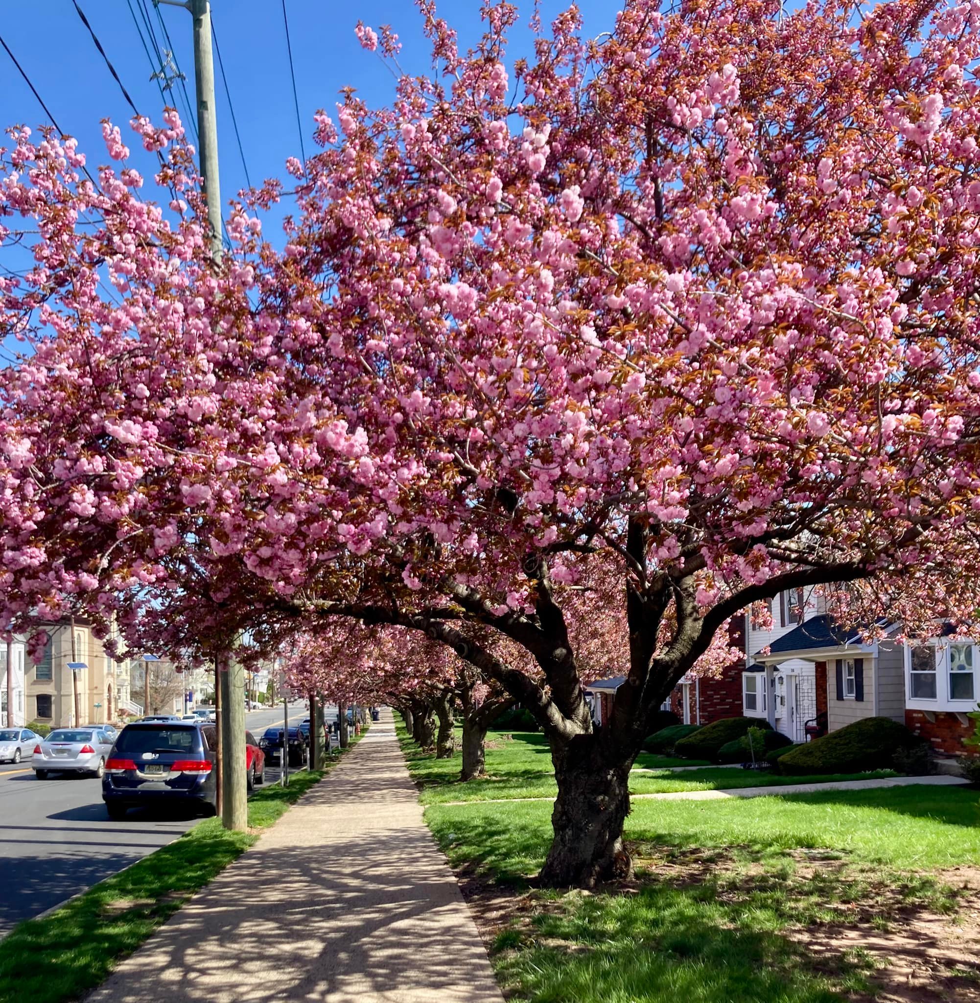 Cherry Blossoms High St perth Amboy