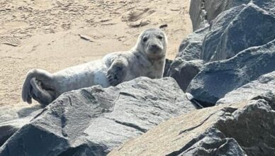 Seal visits Perth Amboy