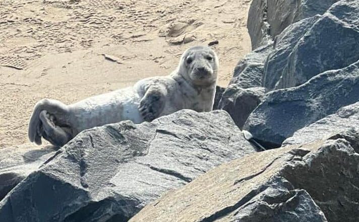 Seal visits Perth Amboy