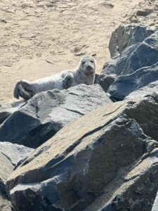 Baby seal in Perth Amboy