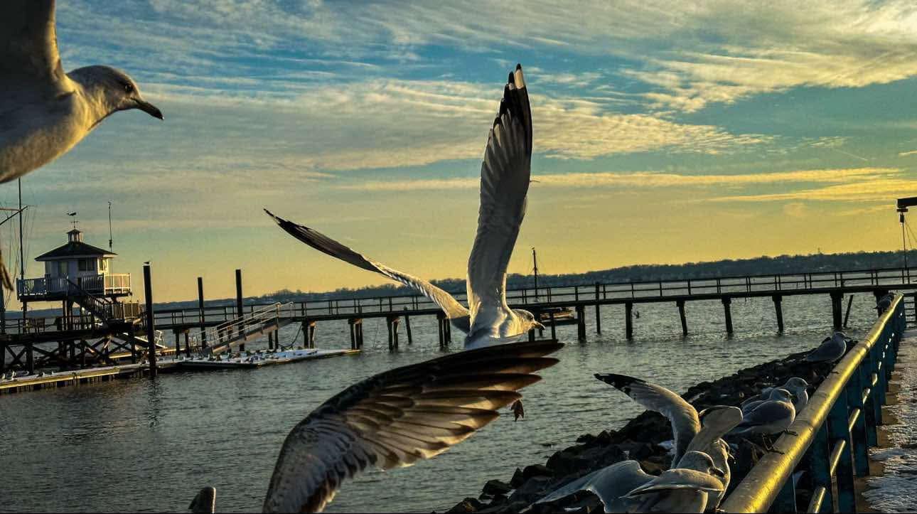 Perth Amboy is for the birds