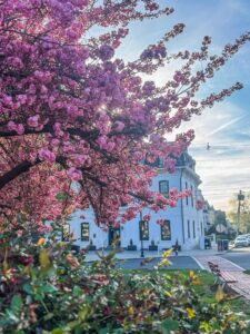 Perth Amboy Cherry Blossoms