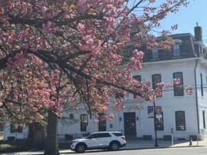 Perth Amboy Cherry Blossoms