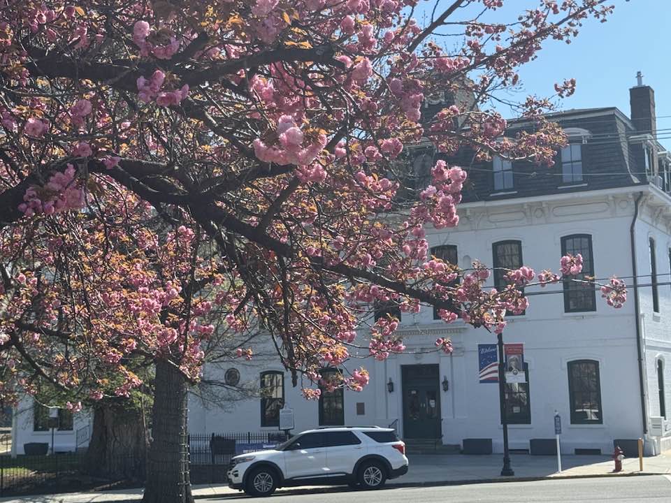 Perth Amboy Cherry Blossoms