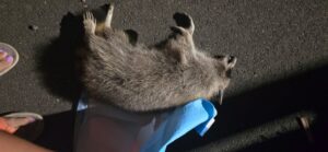 Dead animals around the site of the Kurv development
