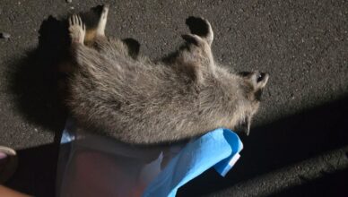 Dead animals around the site of the Kurv development