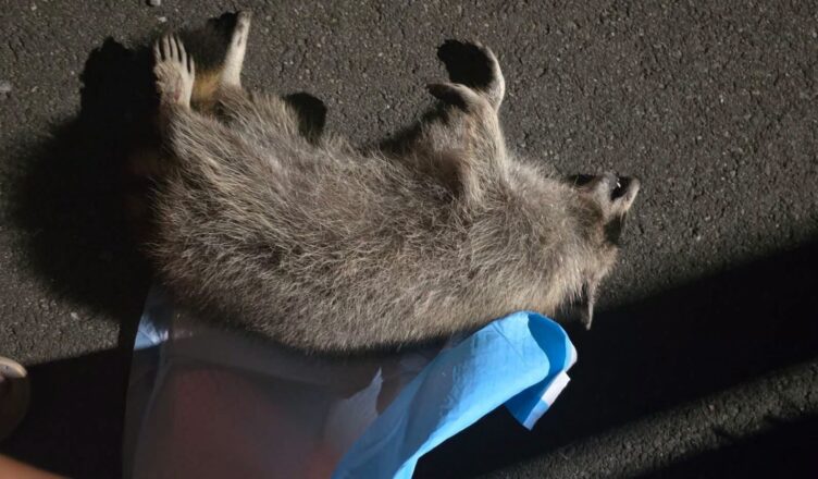 Dead animals around the site of the Kurv development